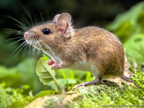 Souris domestique explorant un environnement