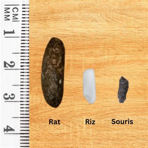 Signes d'une infestation de souris : crottes, traces de grignotage, traces de gras