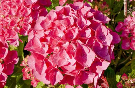 Hortensia rouge en pleine floraison