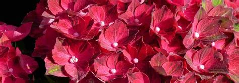 Hortensias rouges en massifs