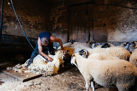 Un tondeur professionnel en action avec un mouton