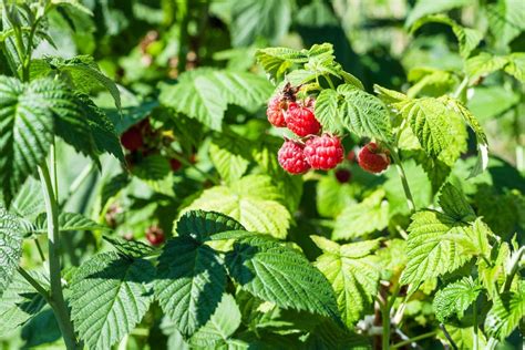 Infographie montrant la richesse en vitamines et minéraux des feuilles de framboisier