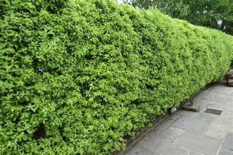 haie de pittosporum en bord de mer
