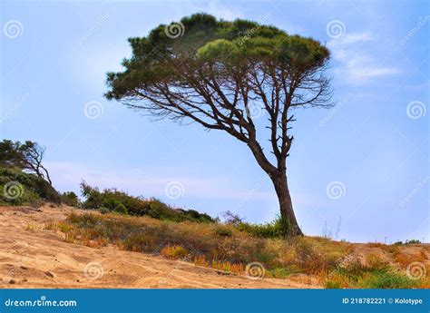pin maritime sur une dune côtière