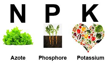 Infographie comparant les besoins en azote, phosphore et potassium au fil des saisons