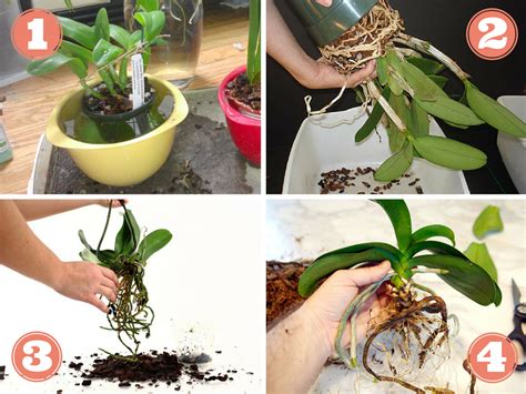 Diagramme illustrant les étapes du rempotage d'un Phalaenopsis