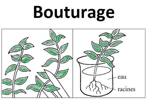 Schéma explicatif du processus de bouturage d'une plante aromatique