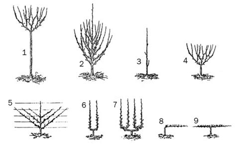 Schéma illustrant les différentes formes de conduite des arbres fruitiers : haute-tige, gobelet et palmette