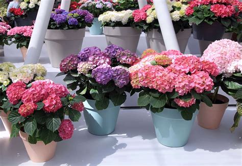 Schéma illustrant le drainage correct pour un hortensia cultivé en pot