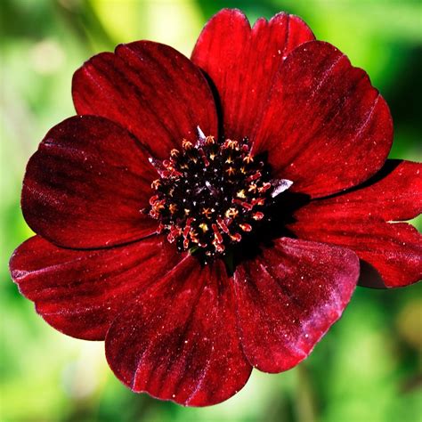 Détail photographique d'une fleur de Cosmos Atrosanguineus avec ses teintes rouge cerise