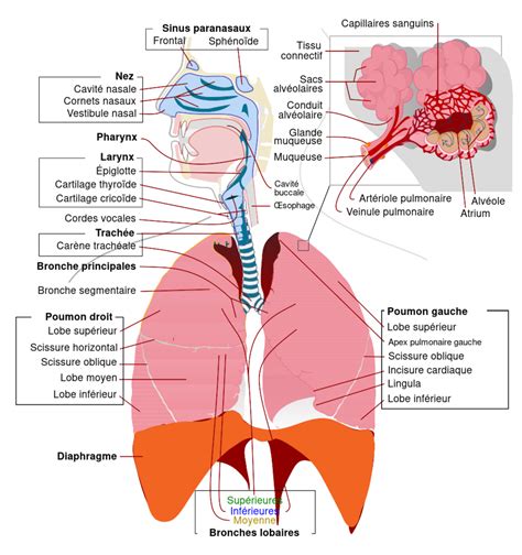 Schéma de la voie respiratoire et action du sirop