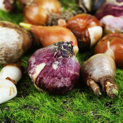 conservation bulbes tulipes