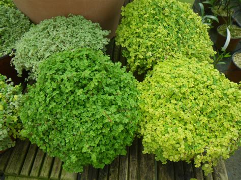 Variétés d'helxine (Aurea, Argentea, Variegata)