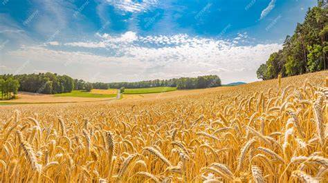 Vue panoramique des champs de la ferme de Servigny au lever du soleil