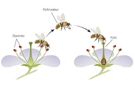 Schéma montrant les interactions entre les fleurs, les pollinisateurs et les cultures maraîchères