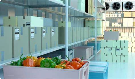 Chambre froide pour la conservation des légumes