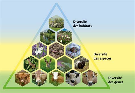 Schéma comparatif entre une pelouse traditionnelle monospécifique et une écopelouse riche en biodiversité