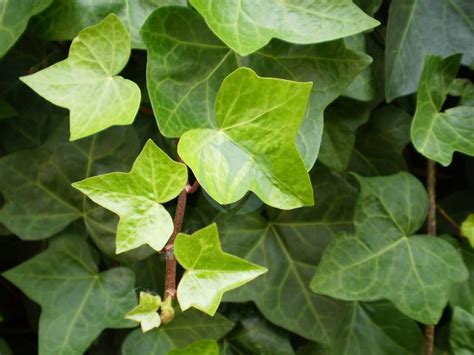Illustration d'une feuille de lierre grimpant (Hedera helix) en milieu naturel