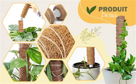 Variété de plantes grimpantes utilisant des tuteurs en coco dans un jardin