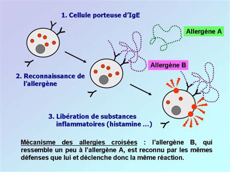 Schéma simplifié illustrant les mécanismes d'allergie croisée entre le pollen de bouleau et les protéines de la tomate