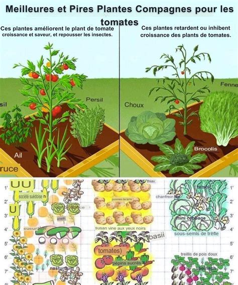 Schéma illustrant la synergie entre plantes compagnes pour repousser les nuisibles