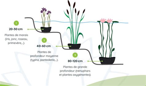 Schéma des différentes zones de profondeur d'un bassin de jardin