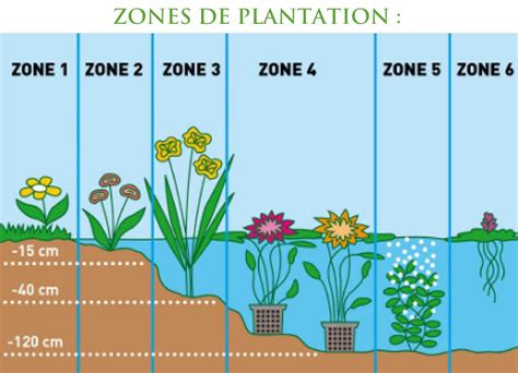 Illustration des différentes zones de plantation dans un bassin