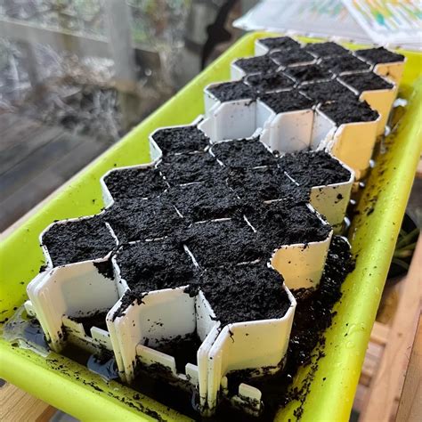 Photo d'un kit de germination Germie avec des jeunes pousses