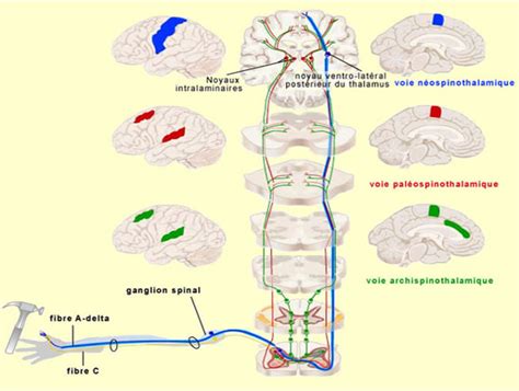 Schéma simplifié de la voie lemniscale