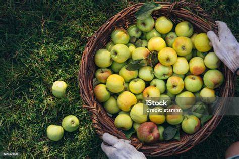 Panier de pommes fraîchement cueillies