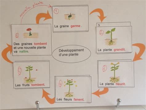 Diagramme explicatif des étapes de croissance d'une graine pour les enfants