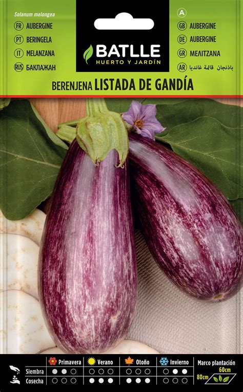 aubergine rayée Gandia