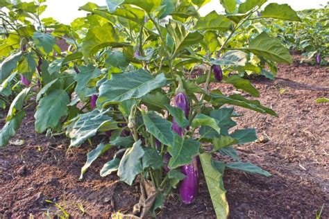 Plantation des aubergines en pleine terre