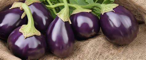 Récolte des graines d'aubergine
