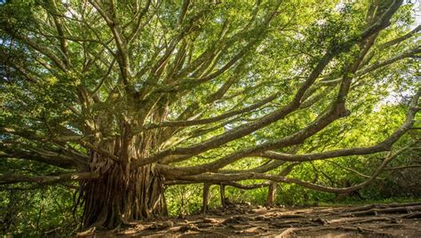 Un banian majestueux avec ses racines aériennes caractéristiques