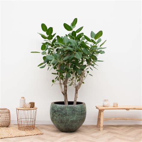 Le Ficus benghalensis cultivé en pot dans un intérieur moderne