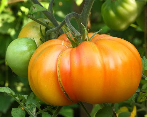 variétés anciennes de tomates