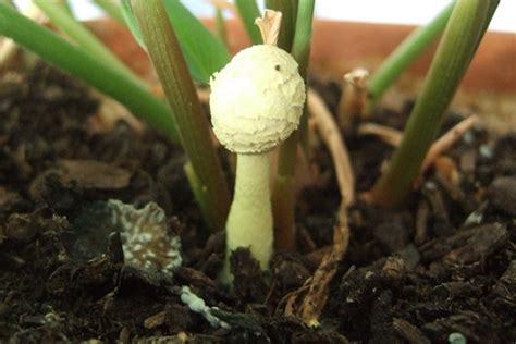 Gros plan sur un Leucocoprinus birnbaumii (Lépiote jaune) poussant dans un pot de plante