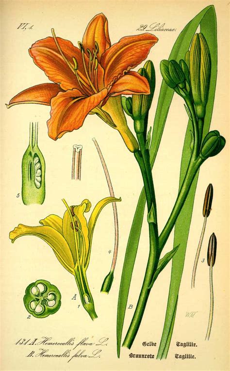 Illustration botanique d'une fleur d'hémérocalle avec ses feuilles rubanées