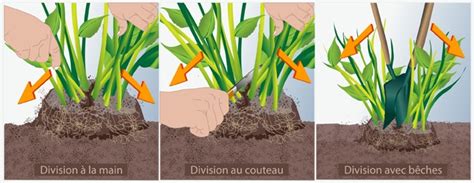 Schéma montrant la division d'une touffe d'hémérocalle à la bêche
