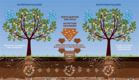 Schéma de l'arrosage et de la fertilisation d'un abricotier