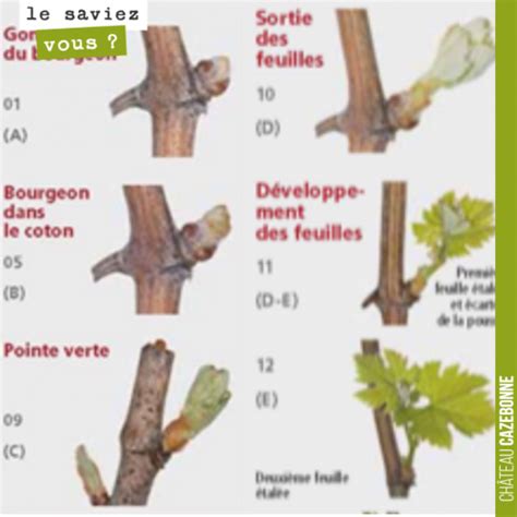 Schéma explicatif du développement d'un cep de vigne : du bourgeon au raisin