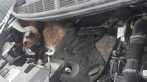 Chat sous le capot d'une voiture