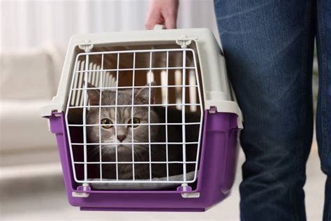 Chat dans une caisse de transport sécurisée
