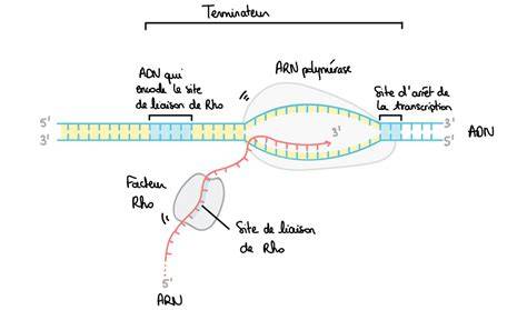 Schéma illustrant l'ascendance génétique complexe de la Purple Bud Automatic, reliant les lignées afghanes, jamaïcaines et californiennes