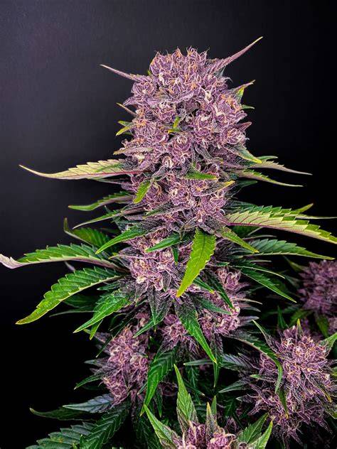 Purple Bud Automatic têtes violettes