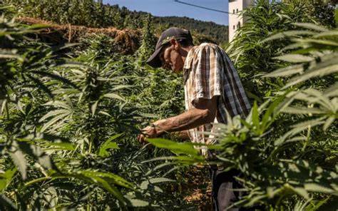 Récolte de cannabis