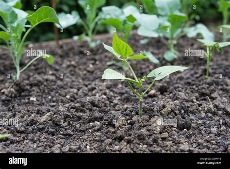 Illustration d'un potager diversifié avec des plants de haricots nains et grimpants en plein soleil