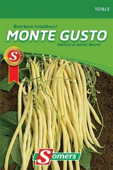 Gros plan sur des gousses de haricots beurre 'Monte Gusto' prêtes à être récoltées