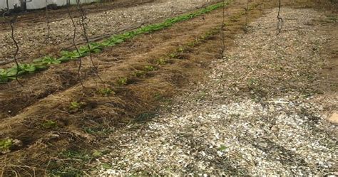 Photo d'un potager avec paillage organique au pied des plants de tomates